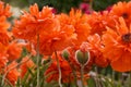 Field of poppy flowers