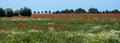 Field with poppy flowers and chamomile in a wide landscape, trees and bushes on the horizon against the blue sky, panoramic format Royalty Free Stock Photo