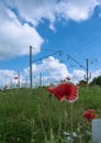 Field of poppy flowers near railway road