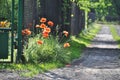 Field poppy grows by the fence and the road path Royalty Free Stock Photo