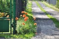 Field poppy grows by the fence and the road path Royalty Free Stock Photo