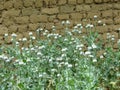 Field of poppy seed heads against clay wall. Green poppy seed pods in the garden. Garden or meadow summer flower. Royalty Free Stock Photo