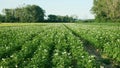 Field potato blossom flowers white leaves Solanum tuberosum blooming potatoes, farm bio organic farming land Royalty Free Stock Photo