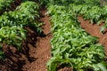 Field of potato haulm in Tenerife rural place, Canarian domestic products