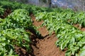 Field of potato haulm in Tenerife rural place, Canarian domestic products