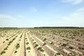 Field with potato Royalty Free Stock Photo