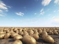 A field of potatoes with a blue sky in the background Royalty Free Stock Photo