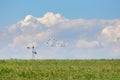 Field with power lines and a flock of birds flying, and a sky with many clouds Royalty Free Stock Photo