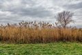 A field of Prairie Cordgrass Spartina pectinata Royalty Free Stock Photo