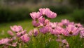 Field of pretty pink petals of Cosmos flowers blooming on green leaves, small bud in a park , blurred lawn on background Royalty Free Stock Photo