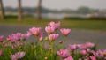 Field of pretty pink petals of Cosmos flowers blossom on green leaves and small bud near walkway in a park, on blurred background Royalty Free Stock Photo