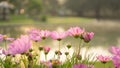 Fields of pretty pink petals of Cosmos flowers blossom on green leaves and small bud in a park on blurred background Royalty Free Stock Photo