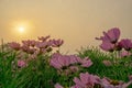 Field of pretty pink petals of Cosmos flowers blossom on green leaves and small bud under orange sunlight evening Royalty Free Stock Photo