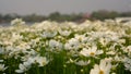 Field of pretty white petals of Cosmos flowers blossom on green leaves, small bud in a park , blurred trees in background Royalty Free Stock Photo