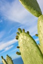 A field of prickly, green cacti against a cloudy blue sky in nature. Copyspace landscape view of a cactus plant and Royalty Free Stock Photo