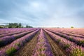 Lavender field in Provence, France Royalty Free Stock Photo