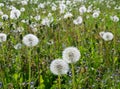 Field of puffy dandelion.