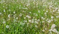 Field of puffy dandelion.