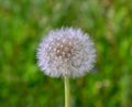 Field of puffy dandelion.