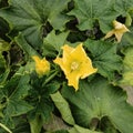 Field pumpkin plants flowers and trees Royalty Free Stock Photo