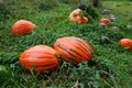 field of pumpkins growing in the field. detail of giant decorative pumpkin fruit for harvesting