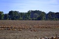 Field pumpkins