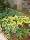 Field Pumpkins, Plants