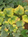 Field Pumpkins, Plants Royalty Free Stock Photo