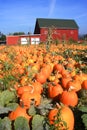 A field of Pumpkins in Portland Oregon. Royalty Free Stock Photo
