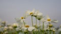 Field of pure white petals of Cosmos flowers blossom on green leaves, small bud under blue sky in a park Royalty Free Stock Photo