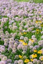 Field of wild onion allium Royalty Free Stock Photo