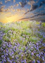 Field of Purple Asters