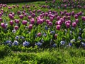 Field of Purple and Blue Tulips and Green Grass under Sunlight Royalty Free Stock Photo
