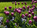 Field of Purple and Blue Tulips and Green Grass under Sunlight