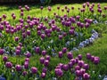 Field of Purple and Blue Tulips and Green Grass under Sunlight