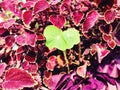 A field of purple coleus scutellarioides flowers blooming Royalty Free Stock Photo