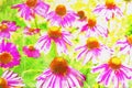 Field of purple Cone flowers Green foliage Aquarelle Royalty Free Stock Photo