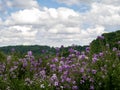 Field of purple DameÃ¢â¬â¢s rocket wildflowers with rolling hills behind and a white cloud filled blue sky in the spring in southwest