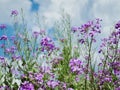 A field of purple dameÃ¢â¬â¢s rocket wildflowers up close, growing tall, with a bright blue and cloudy sky behind it. Beautiful