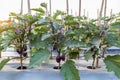 Field of purple eggplant ready to harvest Royalty Free Stock Photo