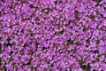 A field of purple flowers, asters