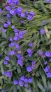 Field purple flowers on a green background