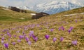 Field of purple flowers Royalty Free Stock Photo