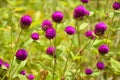 Field purple Globe Amaranth flower and soft light background Royalty Free Stock Photo