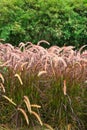 Field of purple grass