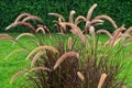 Field of purple grass