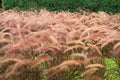 Field of purple grass