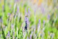 Field of purple levander flowers