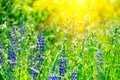 Field with purple lupine flowers with sun rays. Soft focus. Nature background Royalty Free Stock Photo