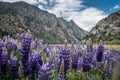 Field of purple lupine wildflowers in the June Lake Loop in the Eastern Sierra mountains of California